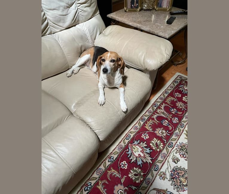 Betty, a Beagle (4.7% unresolved) tested with EmbarkVet.com