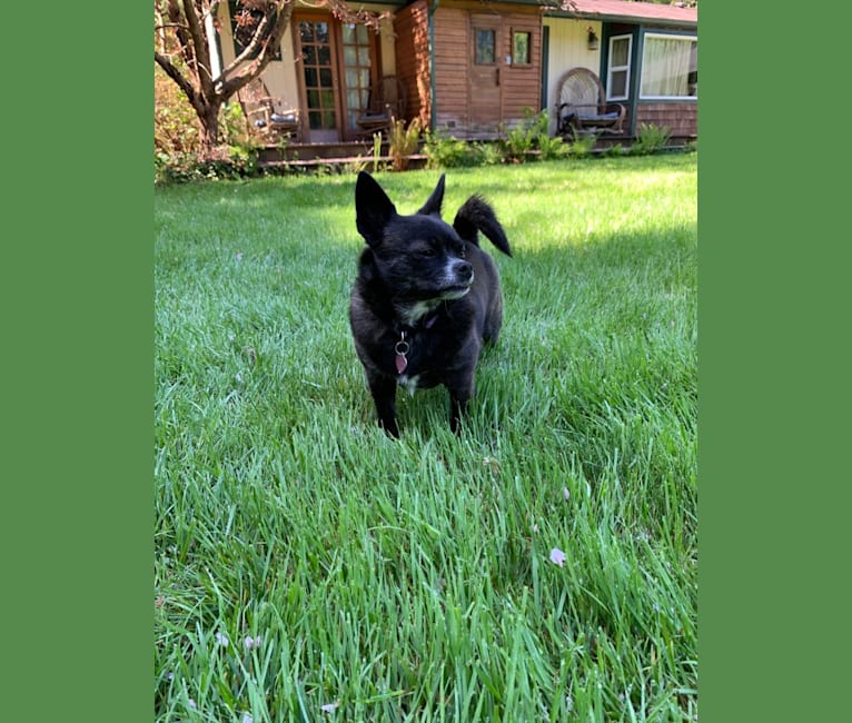 Photo of Indy, a Pomeranian, Shih Tzu, Boston Terrier, and Mixed mix in Mt Vernon, Washington, USA