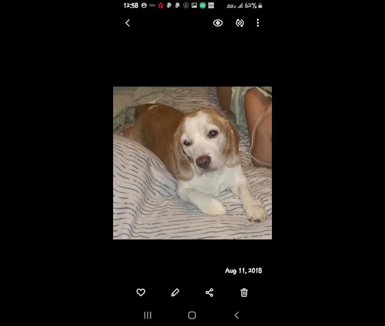 BB (Big Boy), a Beagle tested with EmbarkVet.com
