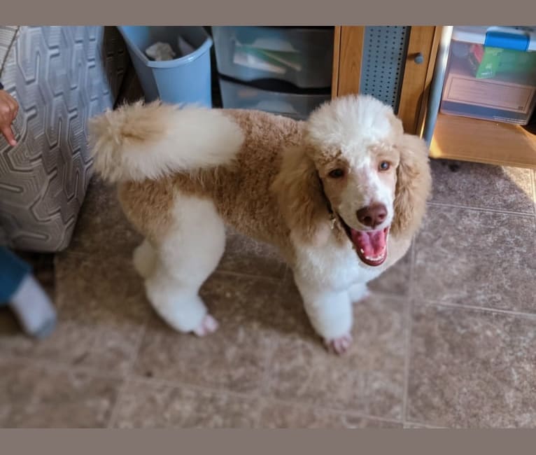 Remy, a Poodle (Standard) tested with EmbarkVet.com