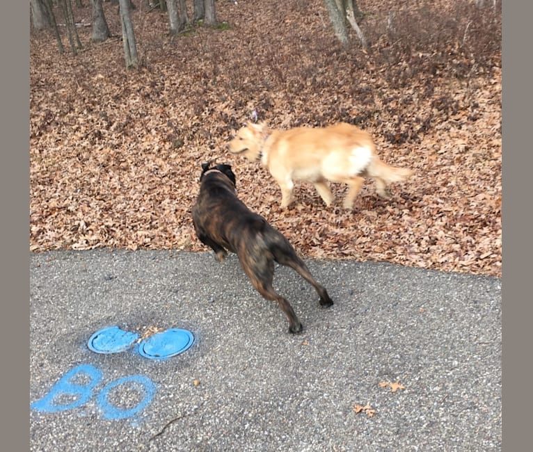 Murray, a Boxer tested with EmbarkVet.com