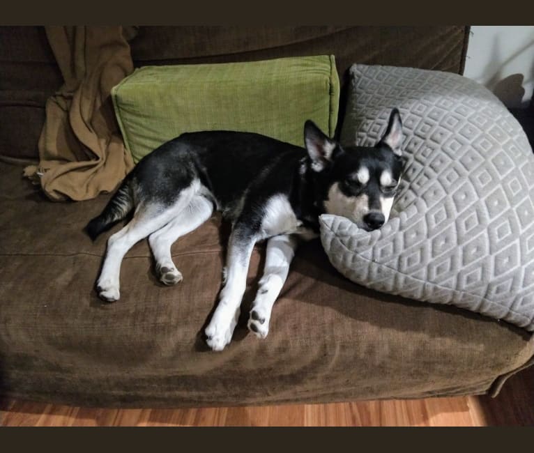 Photo of Kaylee, a Siberian Husky, American Pit Bull Terrier, Miniature Pinscher, and Mixed mix in Oakland, California, USA