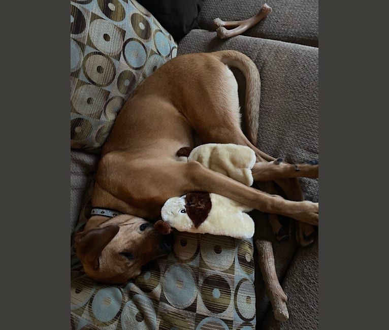 Photo of Hurley, a Rottweiler, Labrador Retriever, American Staffordshire Terrier, and Bulldog mix in Philadelphia, PA, USA