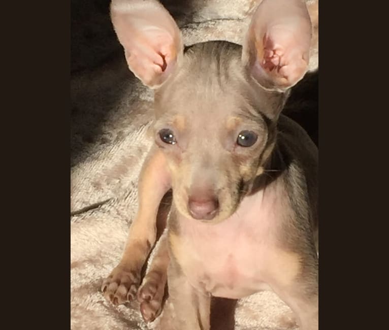 Roo, a Miniature Pinscher tested with EmbarkVet.com