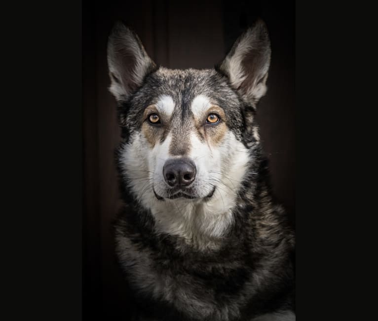 Ibo, a Saarloos Wolfdog and German Shepherd Dog mix tested with EmbarkVet.com