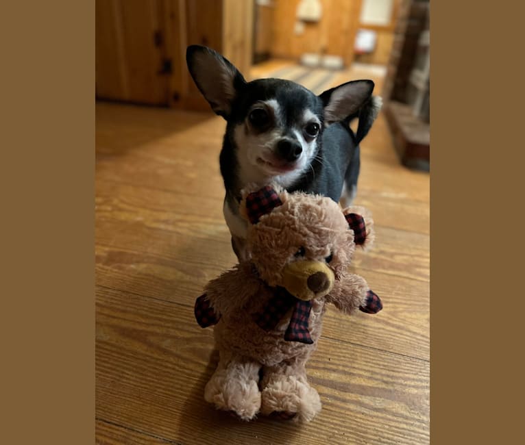 Photo of Alex, a Chihuahua and Dachshund mix in Massachusetts, USA