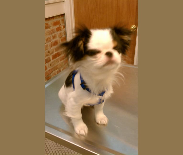 Cucumber, a Shih Tzu and Japanese Chin mix tested with EmbarkVet.com