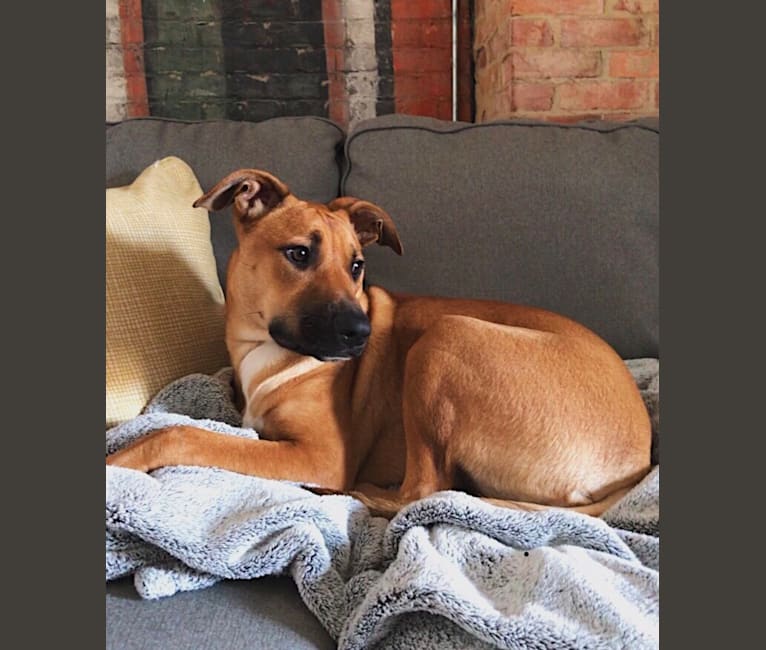Malinois bull terrier mix discount