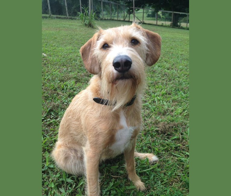 Embark Dog DNA Test Breed