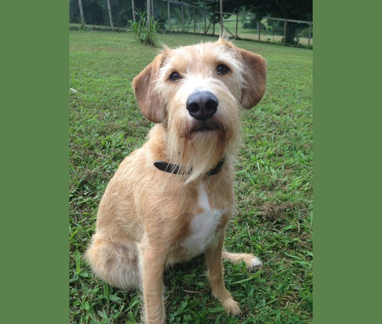 Izzi, a Miniature Schnauzer and Beagle mix tested with EmbarkVet.com