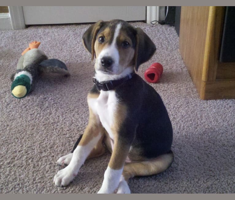 Dudley, an American Foxhound and German Shepherd Dog mix tested with EmbarkVet.com