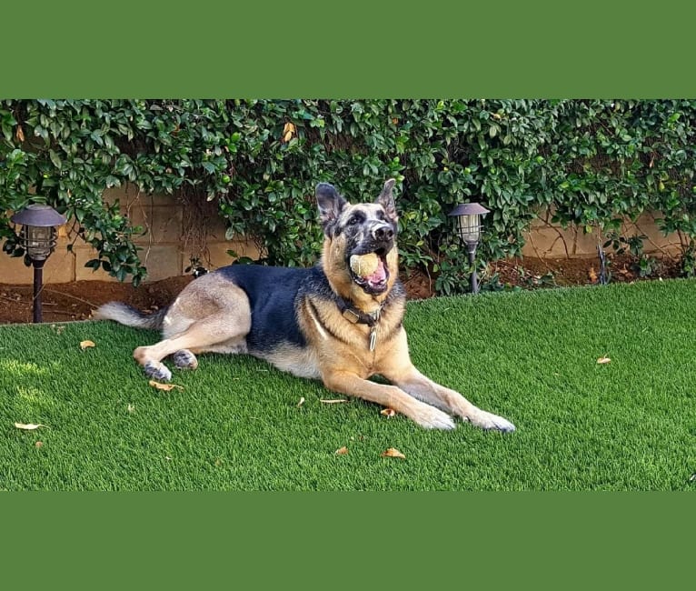 embark dog dna test breed