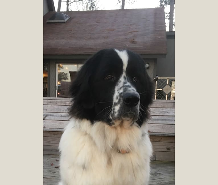 Landseer newfoundland cheap great pyrenees mix
