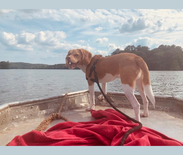 Chewy, a Beagle tested with EmbarkVet.com