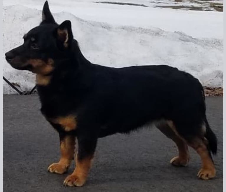 Parabar new arrivals lancashire heelers