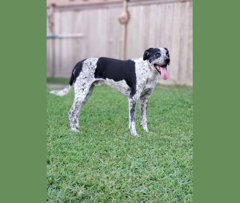 Max, a Border Collie and Pointer mix tested with EmbarkVet.com