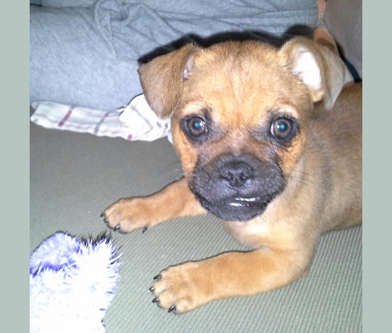 Oliver, a Pekingese and American Pit Bull Terrier mix tested with EmbarkVet.com