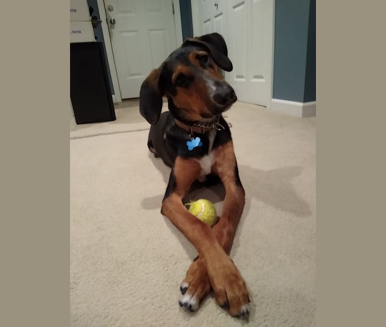 German shepherd and coonhound mix outlet