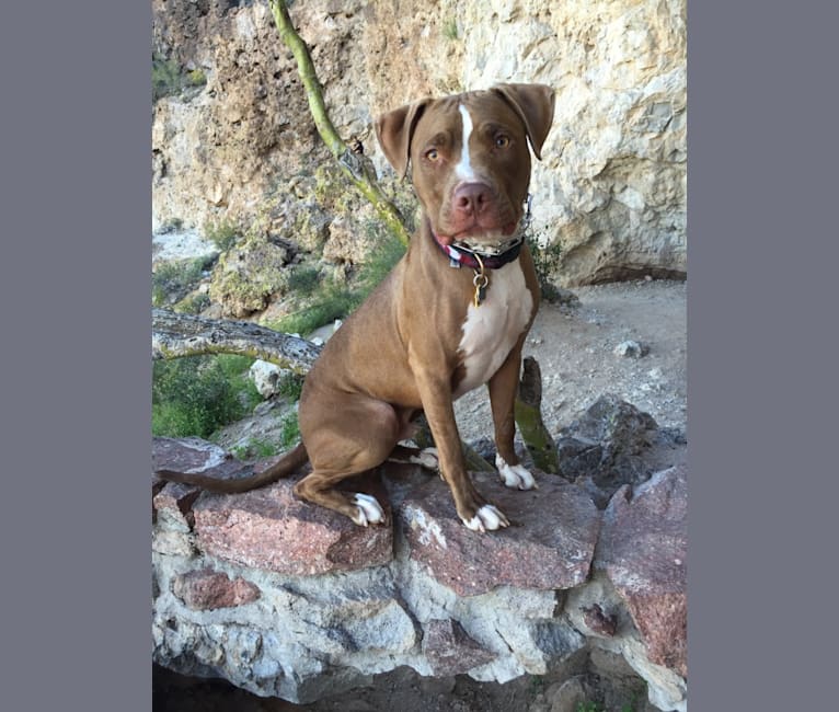 Kovu, an American Pit Bull Terrier tested with EmbarkVet.com