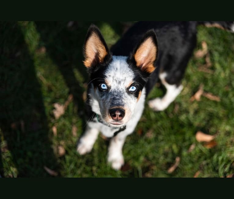 Jason, an Australian Cattle Dog and Siberian Husky mix tested with EmbarkVet.com