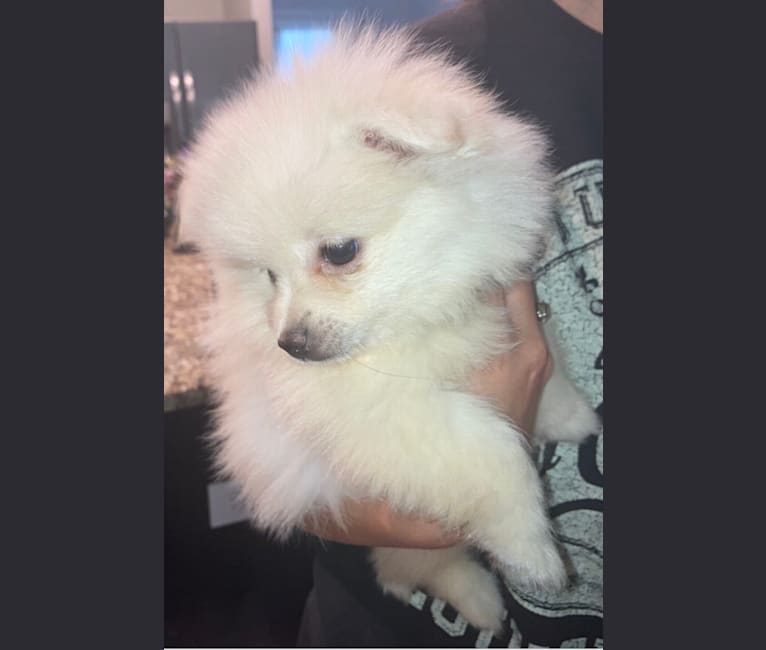 Koda, a Pomeranian tested with EmbarkVet.com