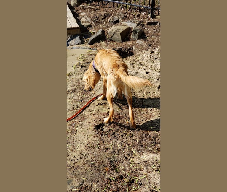Fauna, a Golden Retriever (7.8% unresolved) tested with EmbarkVet.com
