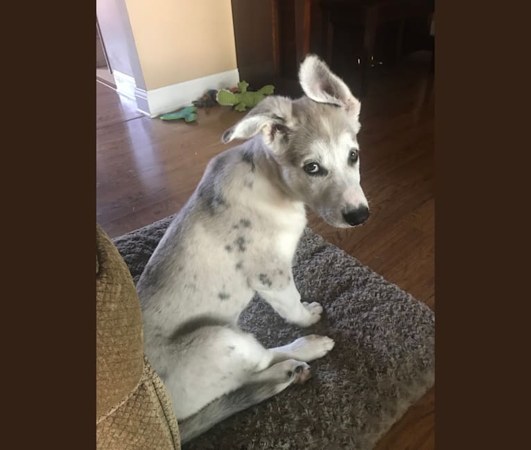 Embark Dog DNA Test Breed