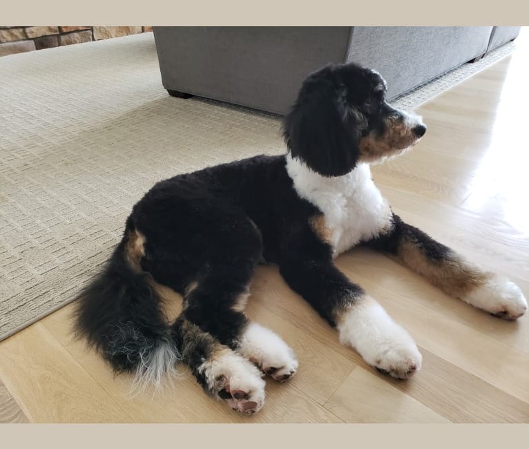 Lucy, a Bernedoodle tested with EmbarkVet.com