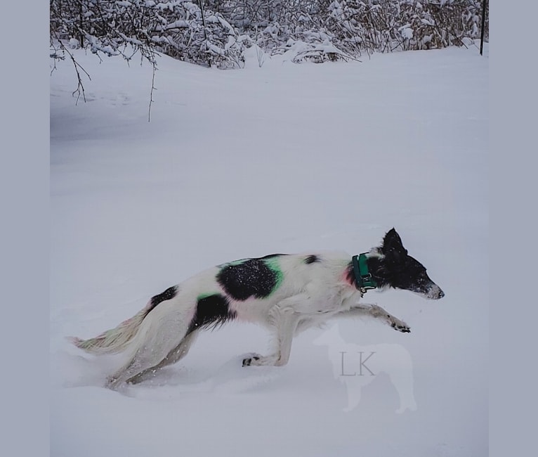 Photo of Sugar, a Silken Windhound  in Marshall, Michigan, USA