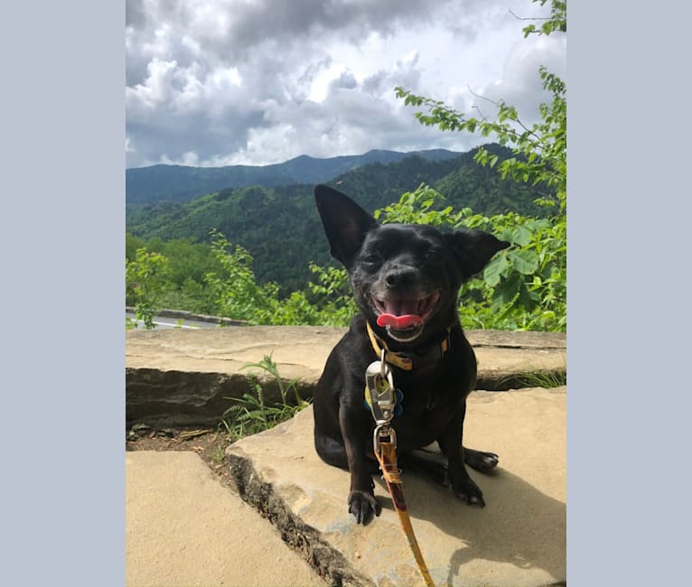 Photo of Davina, a Chihuahua and Rat Terrier mix in Alabama, USA