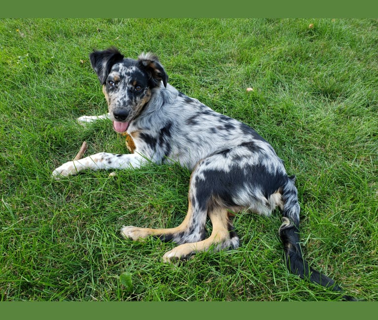 australian shepherd coonhound mix