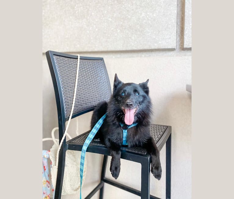 Photo of Waffles, a Schipperke  in Fort Lauderdale, Florida, USA