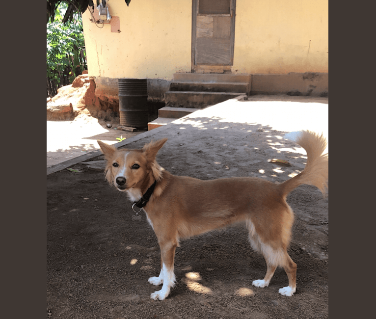 Afofie, a West African Village Dog tested with EmbarkVet.com