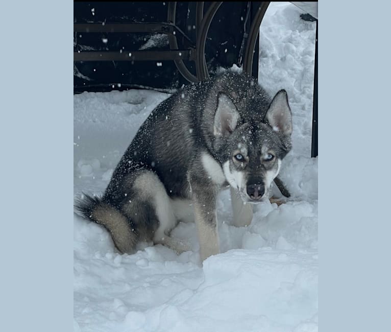 Photo of Sasha, a Siberian Husky  in Toronto, Ontario, Canada