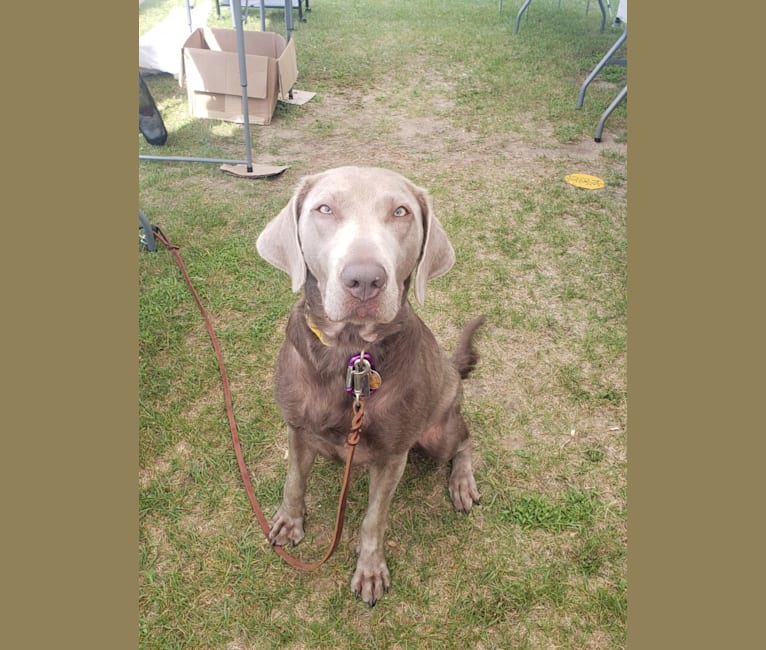 Luci, a Labrador Retriever tested with EmbarkVet.com