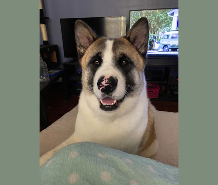 Photo of Kenji, an Akita  in Cleveland, Tennessee, USA