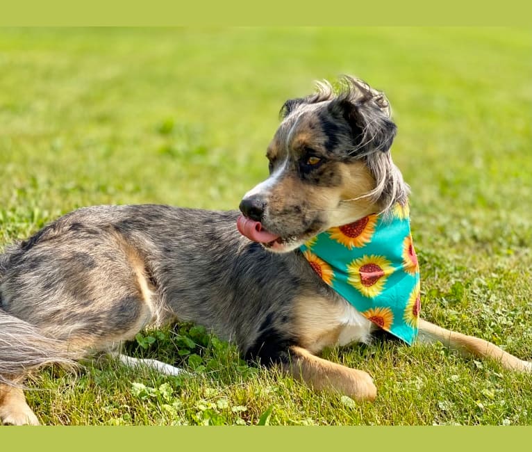Photo of Finn, an American Pit Bull Terrier, Miniature Pinscher, German Shepherd Dog, and Mixed mix in West Virginia, USA