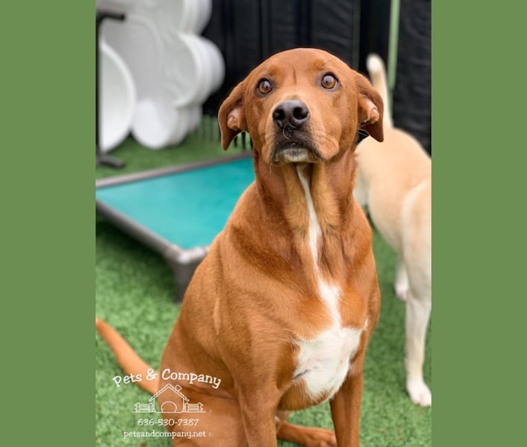 Charlie, a Basset Hound and Chow Chow mix tested with EmbarkVet.com