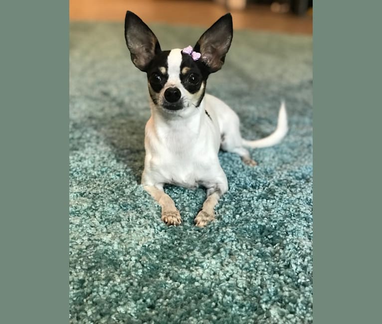 Luna, a Chihuahua and Papillon mix tested with EmbarkVet.com