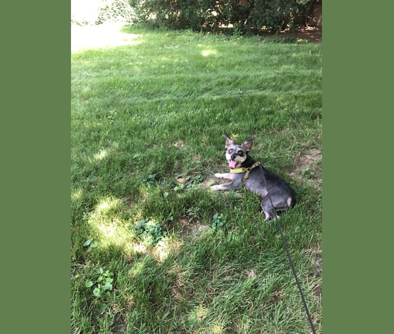 rat terrier bichon mix