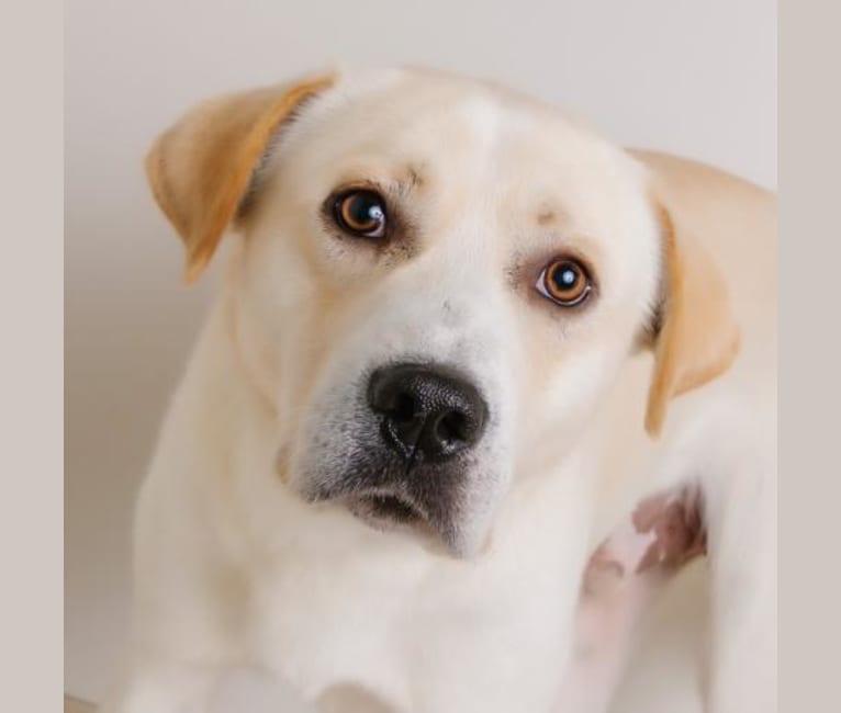 Winston, a Great Pyrenees and German Shepherd Dog mix tested with EmbarkVet.com