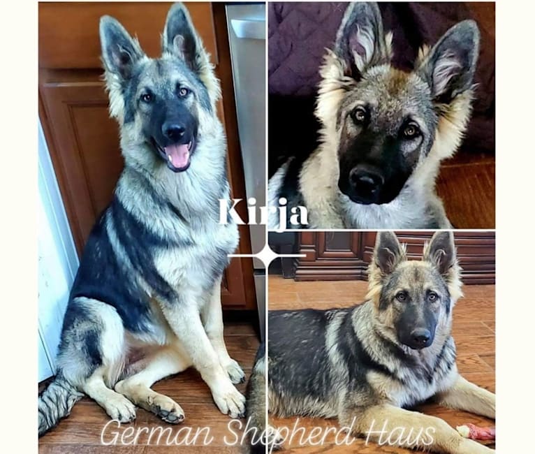 Kirja, a German Shepherd Dog tested with EmbarkVet.com