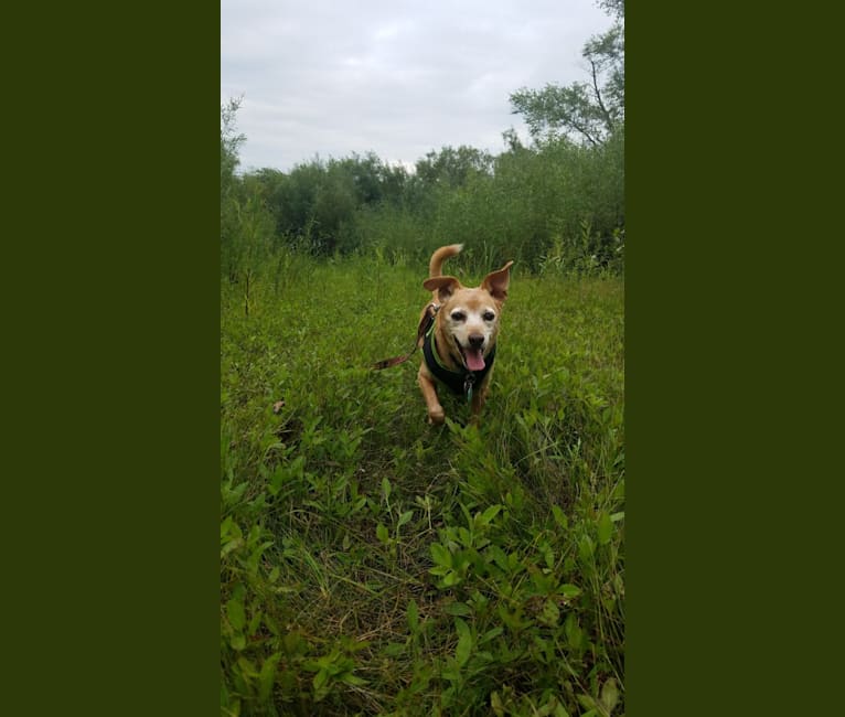 Cricket, a Miniature Pinscher and Beagle mix tested with EmbarkVet.com