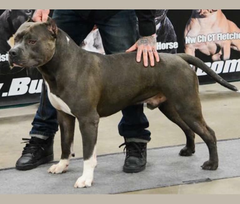 American bully dna best sale test