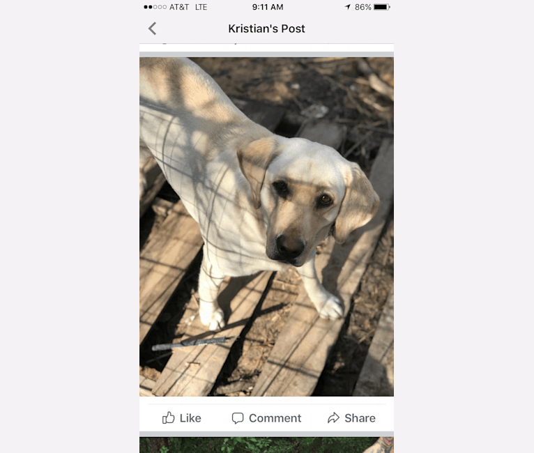 SNOOKIE, a Labrador Retriever tested with EmbarkVet.com