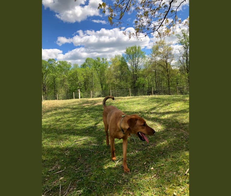 Photo of Duchess, a Doberman Pinscher and American Pit Bull Terrier mix in Cheltenham, Maryland, USA