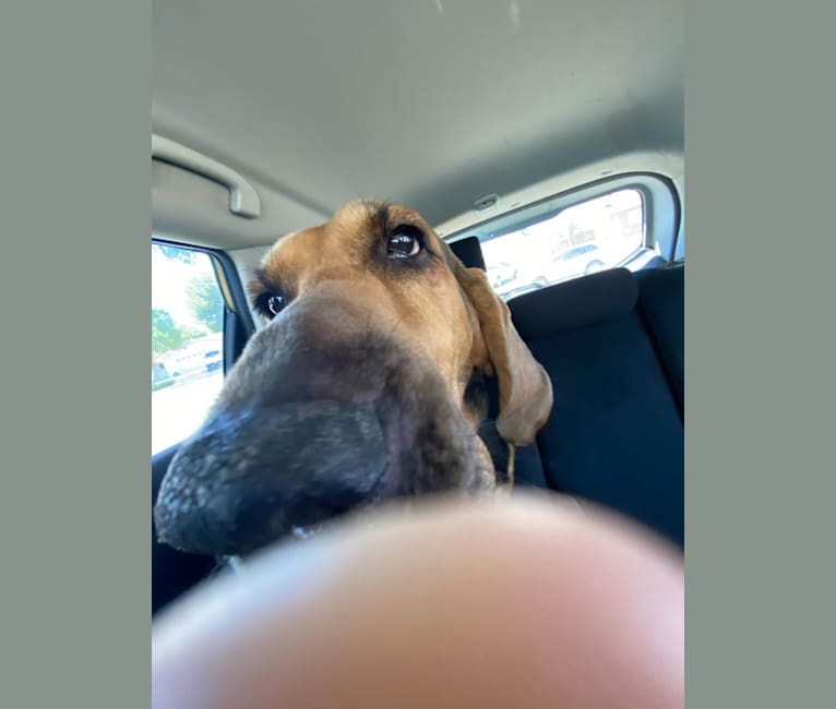 Photo of Honey, a Bloodhound  in Hemet, California, USA