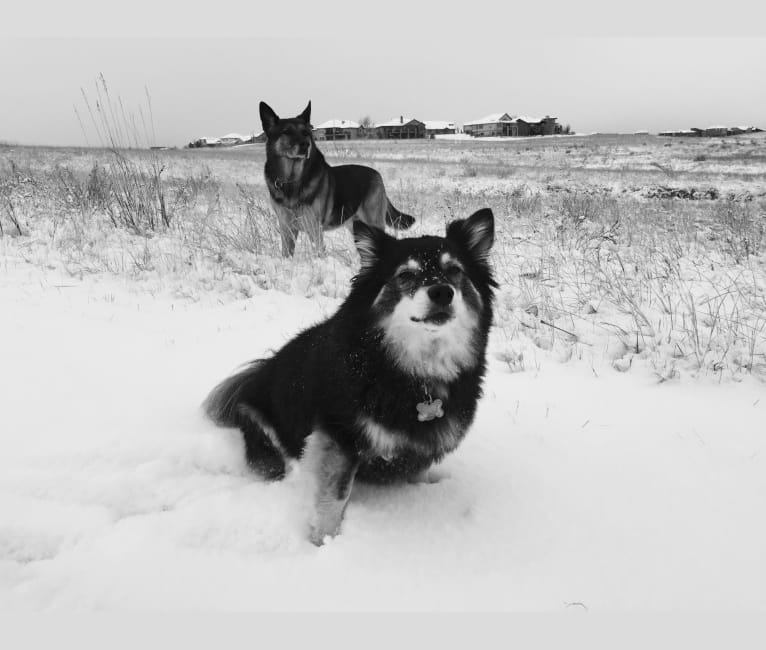 Pucci, an American Eskimo Dog and Chihuahua mix tested with EmbarkVet.com
