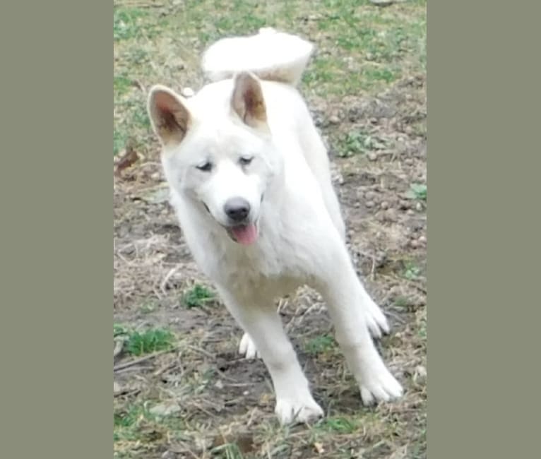 Photo of Ice, an Akita  in Lonaconing, MD, USA
