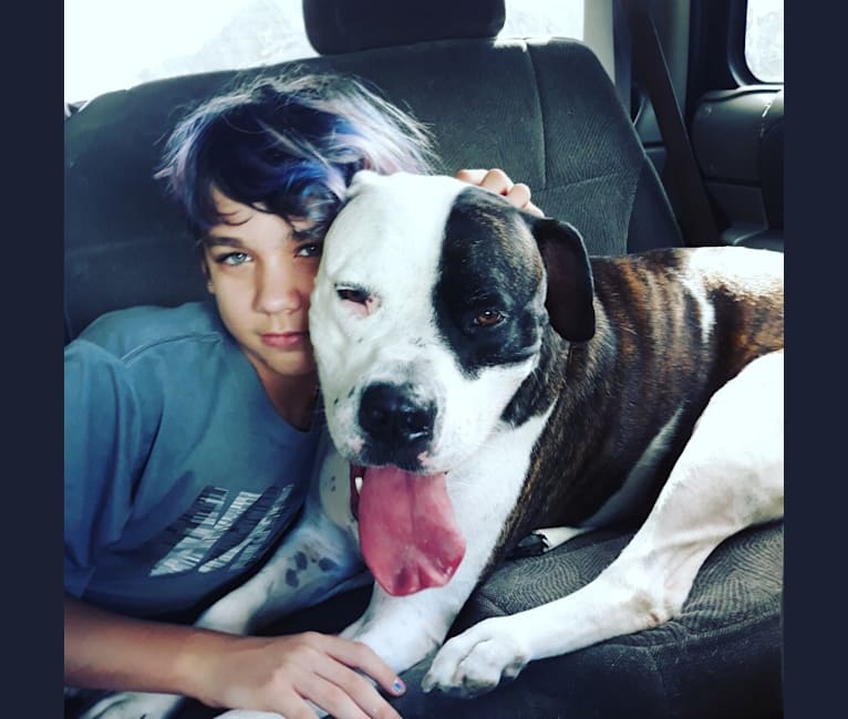 cayden, an American Pit Bull Terrier and American Bulldog mix tested with EmbarkVet.com
